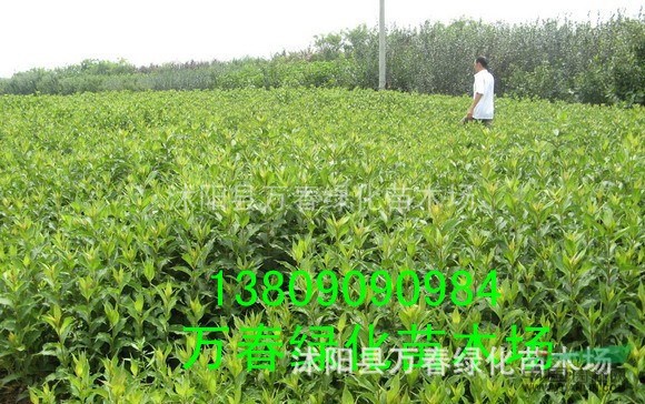 批發(fā) 紅王子錦帶 紅王子錦帶小苗 規(guī)格齊全 基地供應(yīng)500萬