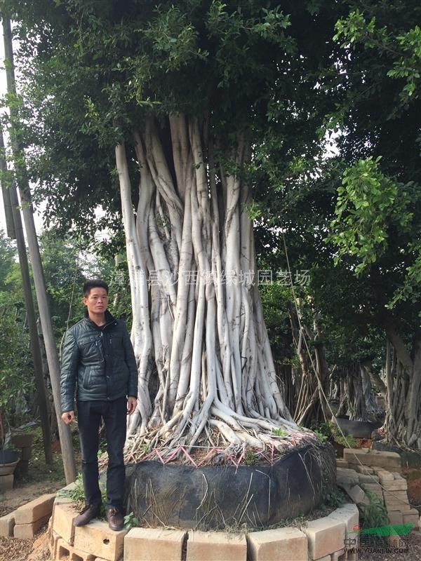 百年老榕樹