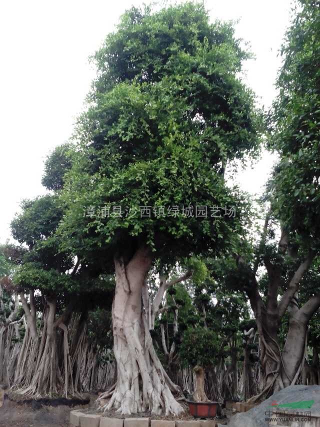百年老榕樹