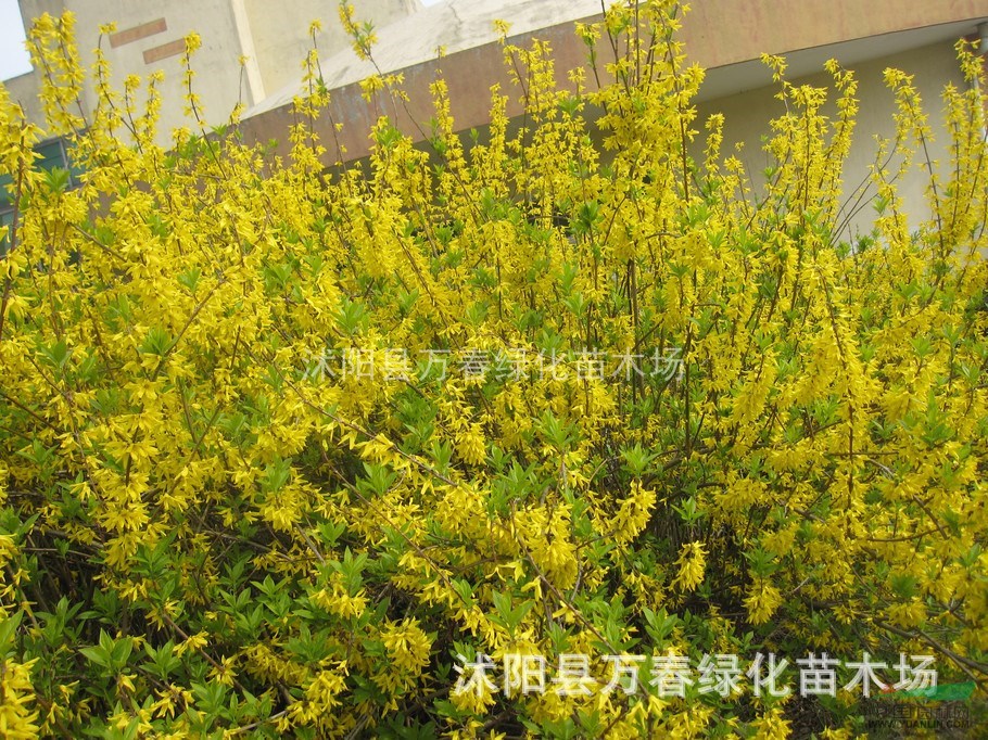 大量供應(yīng)工程 綠化苗木- 迎春 叢生迎春 規(guī)格
