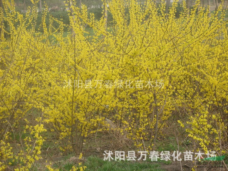 大量供應(yīng)工程 綠化苗木- 迎春 叢生迎春 規(guī)格