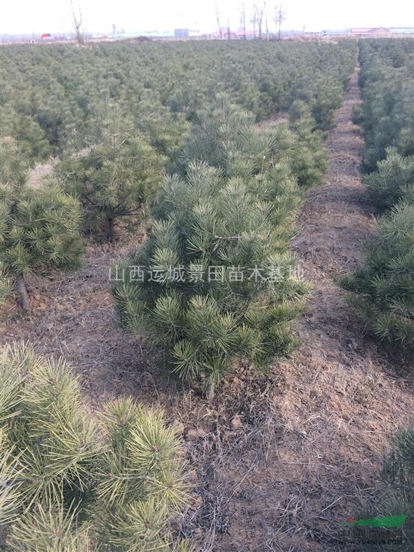 最新40公分白皮松圖片·最新白皮松50-60公分價格緊急出售