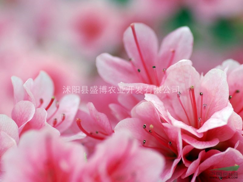 洪澤花葉玉簪價(jià)格