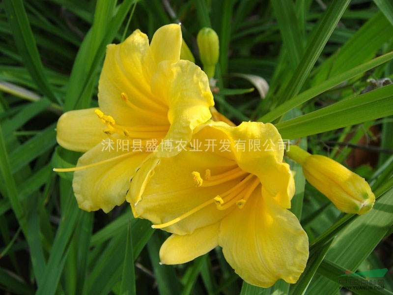 洪澤金娃娃萱草價(jià)格