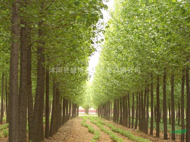 洪澤楊樹價格 5公分洪澤楊樹價格 6公分洪澤楊樹價格