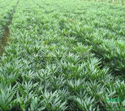 小葉扶芳藤，美國凌宵，花葉蔓常青藤, ,金邊常青藤，南天竹