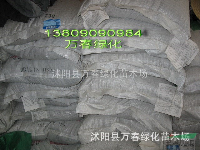 銷售全國(guó)進(jìn)口草種 草坪種子 草籽 護(hù)坡草種 觀賞草坪種子