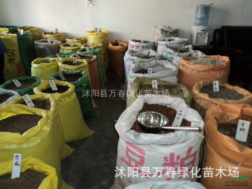 批發(fā)進(jìn)口草種 美國(guó)草種 加拿大草種 澳大利亞草種草坪種子齊全