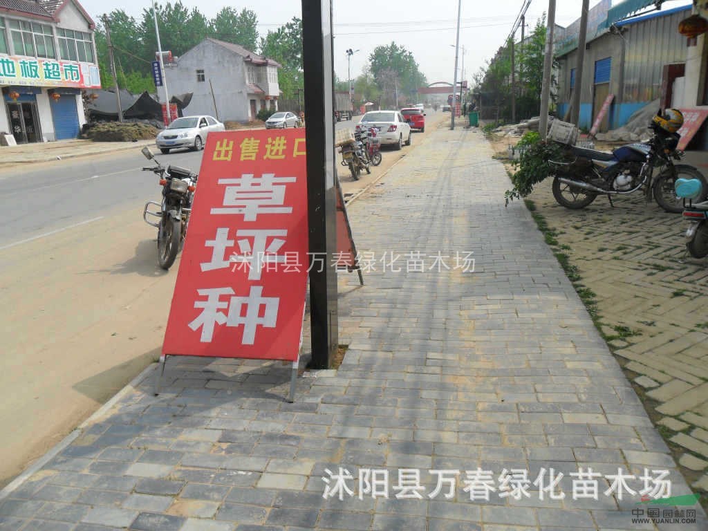 批發(fā)進(jìn)口草種 美國(guó)草種 加拿大草種 澳大利亞草種草坪種子齊全