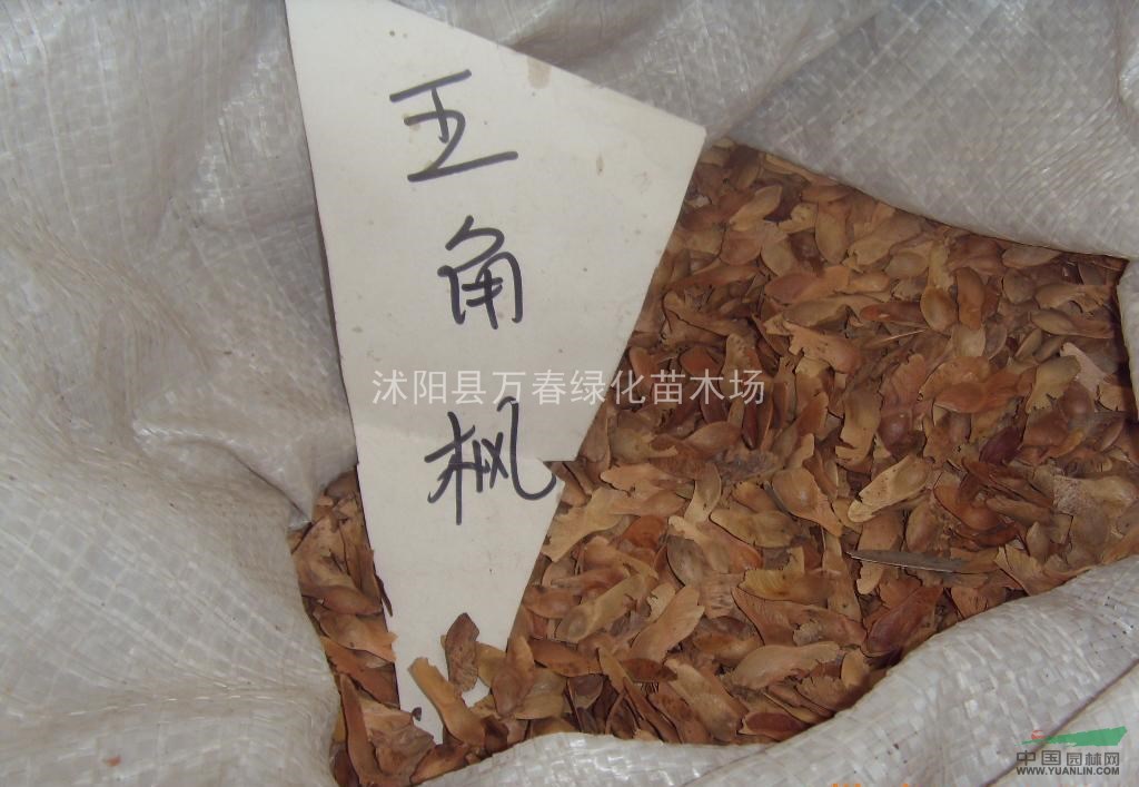 供應(yīng) 三角楓 五角楓苗 五角楓價(jià)格 五角楓規(guī)格3-12公分