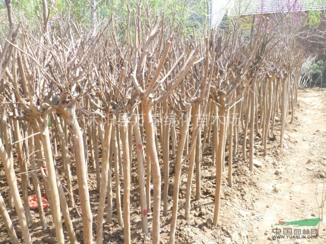 大量供應優(yōu)質苗木-紫薇/百日紅苗圃直銷基地現貨