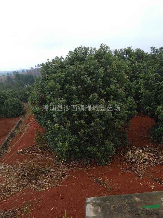 供應(yīng)楊梅移植自家苗場