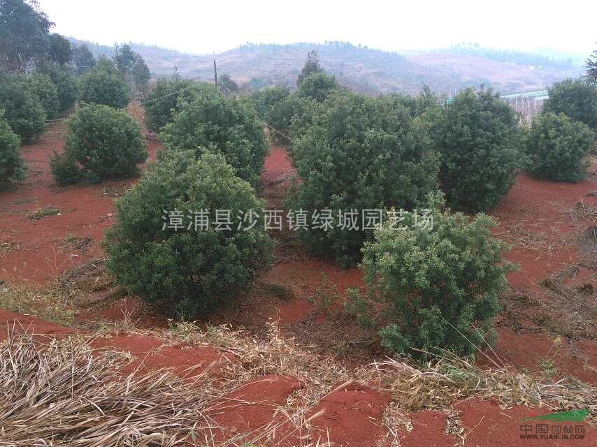 供應(yīng)楊梅移植自家苗場