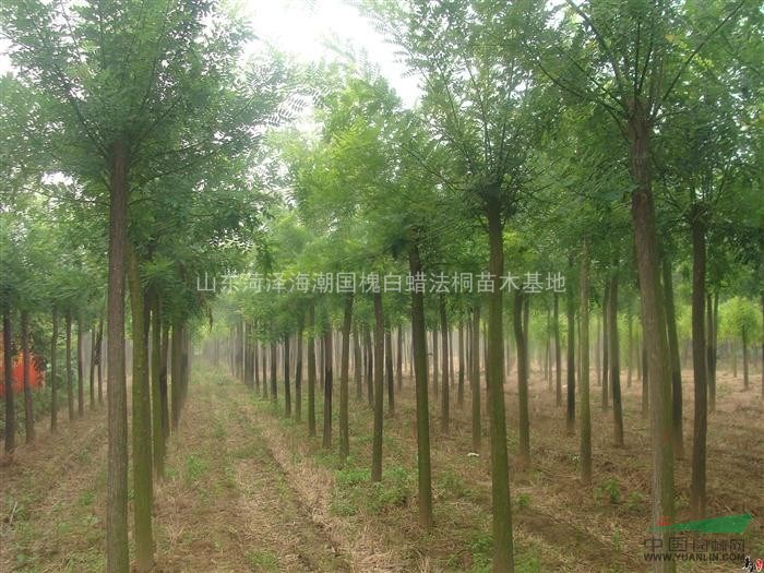 廊坊大規(guī)格欒樹廊坊欒樹供應廊坊欒樹價格