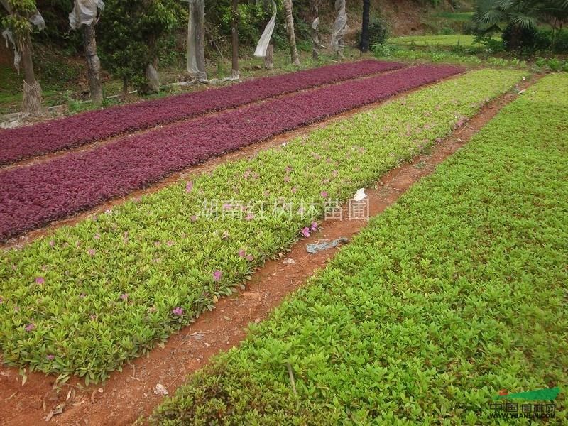 湖南杜鵑造型修剪，杜鵑小苗基地