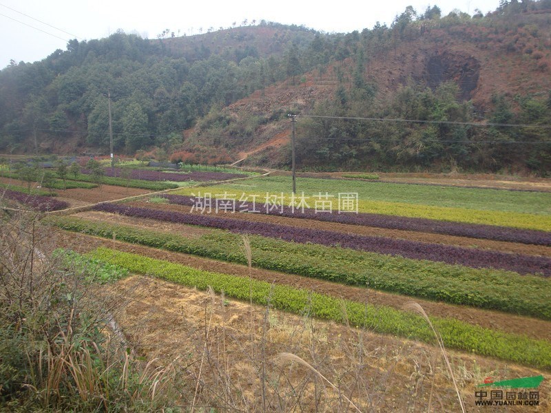 湖南杜鵑造型修剪，杜鵑小苗基地