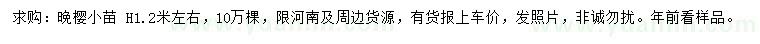 求購高1.2米左右晚櫻小苗