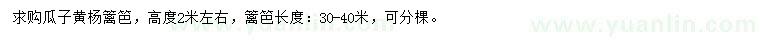 求購高2米左右瓜子黃楊籬笆