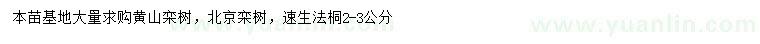 求購黃山欒樹、北京欒樹、速生法桐
