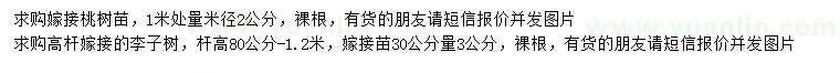 求購(gòu)嫁接桃樹(shù)苗、高桿嫁接李子樹(shù)