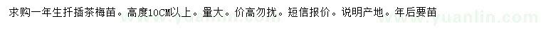求購高度10公分以上茶梅