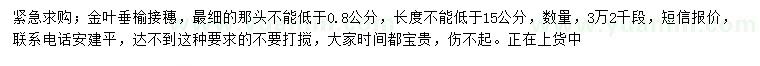 求購金葉垂榆接穗
