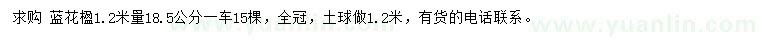 求購1.2米量18.5公分藍花楹