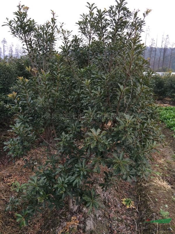 浙江楊梅種苗7介紹