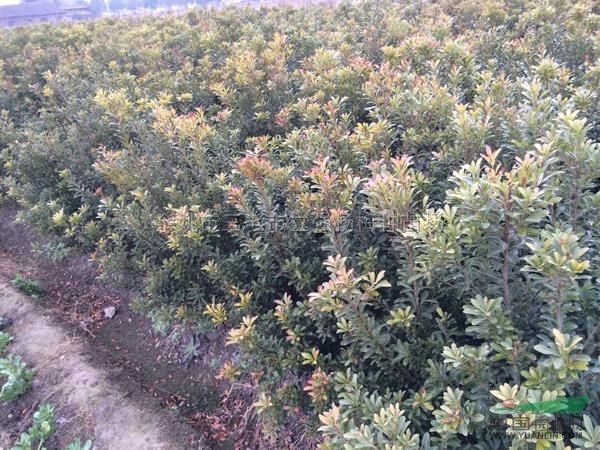 楊梅種苗8報價/浙江楊梅種苗8報價