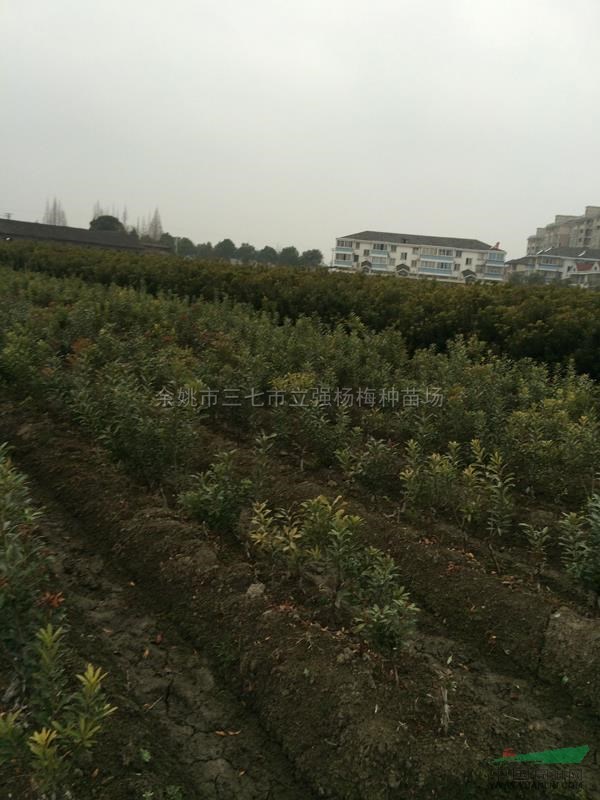 楊梅種苗10報(bào)價(jià)/浙江楊梅種苗10報(bào)價(jià)