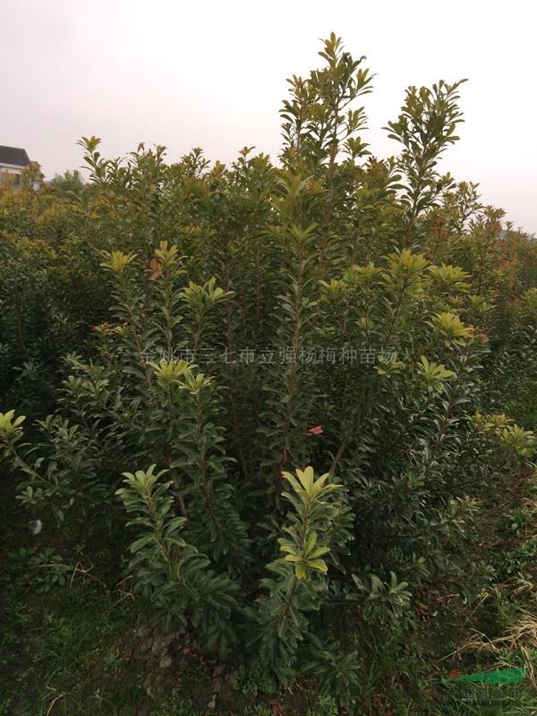 楊梅種苗11行情報(bào)價\楊梅種苗11圖片展示