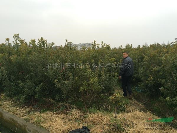 楊梅種苗11行情報(bào)價\楊梅種苗11圖片展示