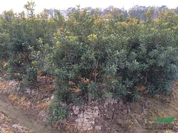 楊梅種苗9行情報價\楊梅種苗9圖片展示