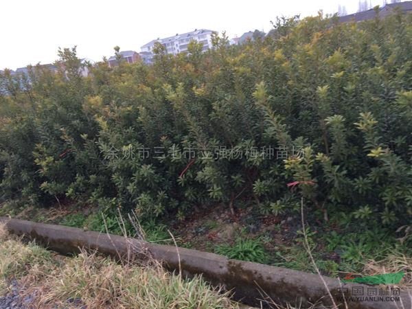 楊梅種苗13報(bào)價(jià)/浙江楊梅種苗13報(bào)價(jià)