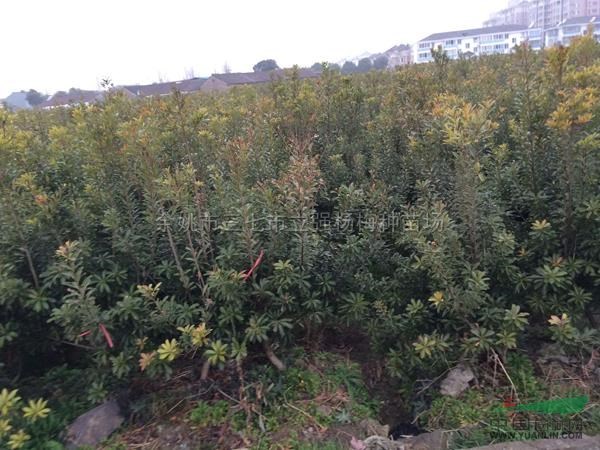 楊梅種苗12行情報價\楊梅種苗12圖片展示