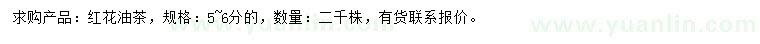 求購5-6公分紅花油茶