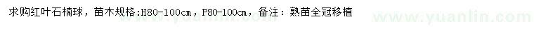 求購高80-100公分紅葉石楠球