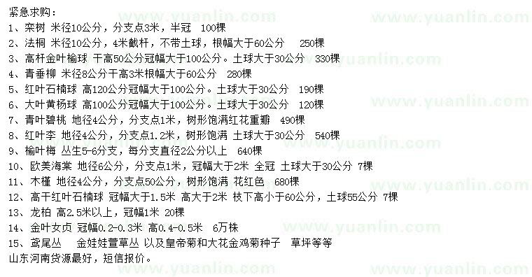 求購(gòu)欒樹、法桐、高桿金葉榆球等