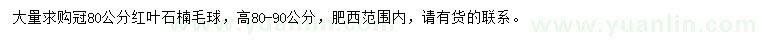 求購冠80公分紅葉石楠毛球