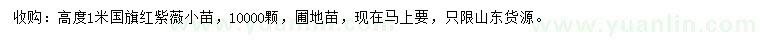 求購高度1米國旗紅紫薇小苗