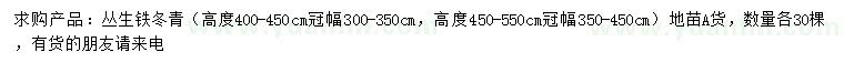 求購高400-550公分叢生鐵冬青