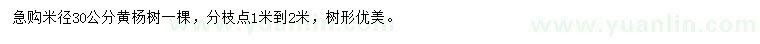 求購米徑30公分黃楊