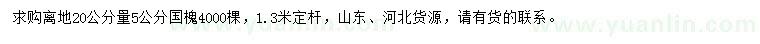 求購(gòu)離地20公分量5公分國(guó)槐