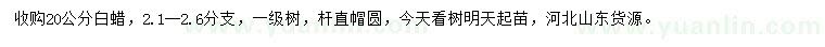 求購(gòu)20公分白蠟
