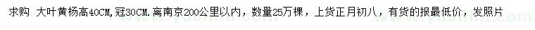 求購(gòu)高40公分大葉黃楊