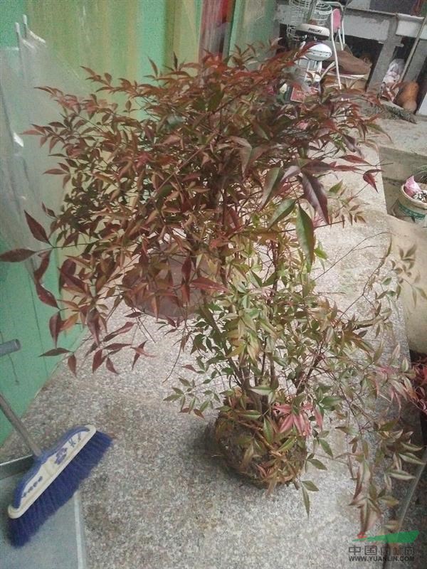 南天竹，2015年南天竹價格，南天竹供應