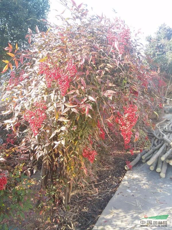 南天竹，2015年南天竹價格，南天竹供應