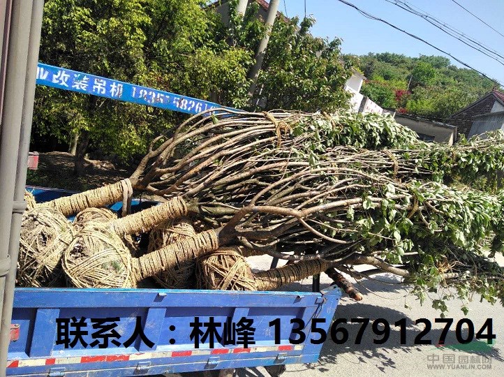 中国优秀供应商樱花/浙江优秀供应商樱花