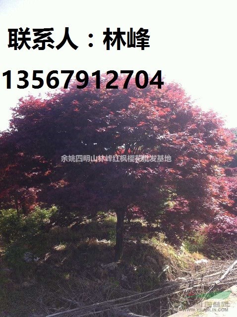 红枫在种植过程中的一些小窍门