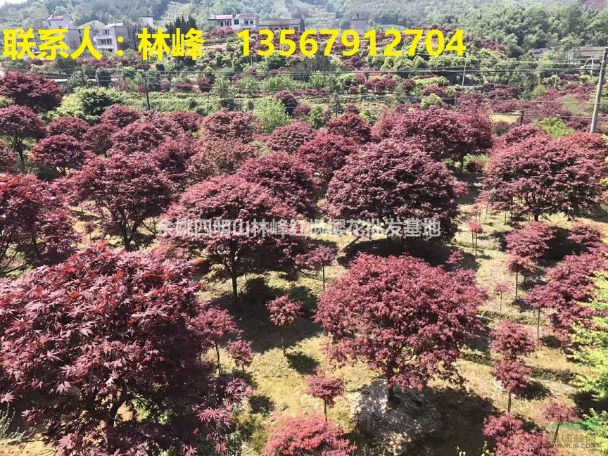 红枫在种植过程中的一些小窍门